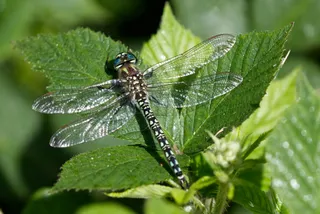 阳光下的透明翅膀——生态摄影作品