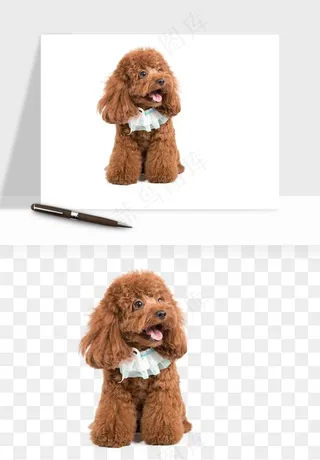 猫咪喵星人狗狗宠物元素png免抠