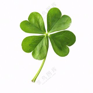 绿色四叶草三叶草植物免抠