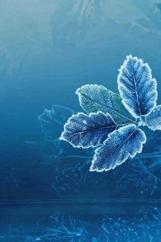 冬天树叶上结着白霜霜降摄影图