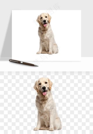 猫咪喵星人狗狗宠物元素png免抠