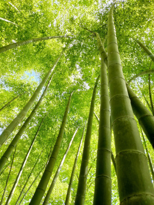 竹林风景图片