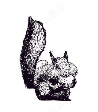 鼠宝  松鼠  坚果   手绘松鼠   矢量松鼠