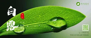 白露公众号首图