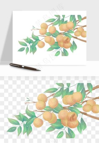 龙眼桂圆水果png免抠