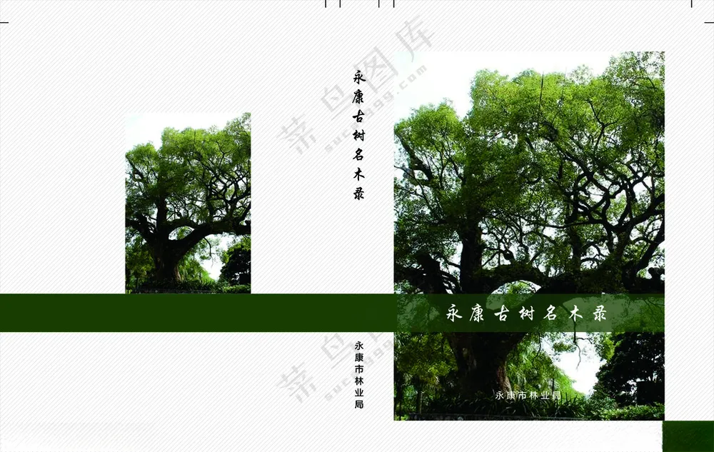 古树 森林封面绿色村庄300DPI