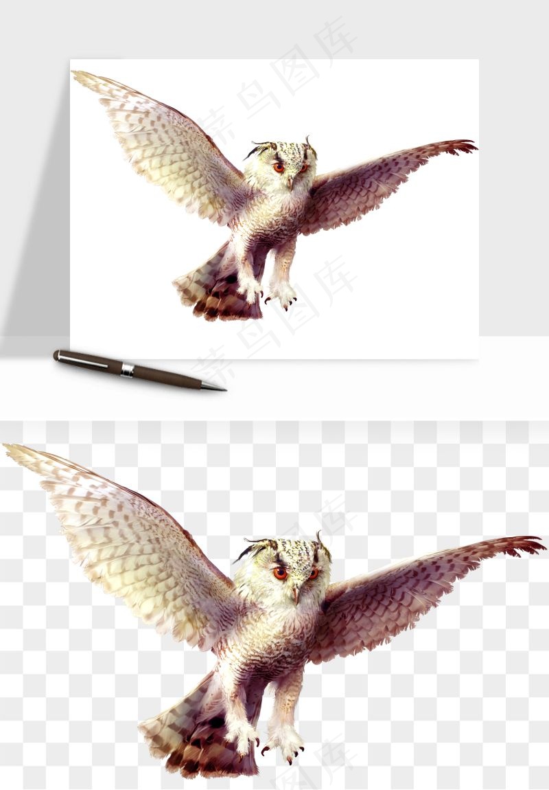 猫头鹰鸟类png免抠