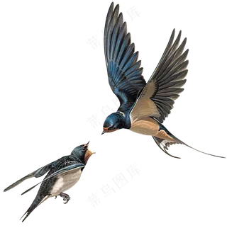 png免抠燕子鸟类动物