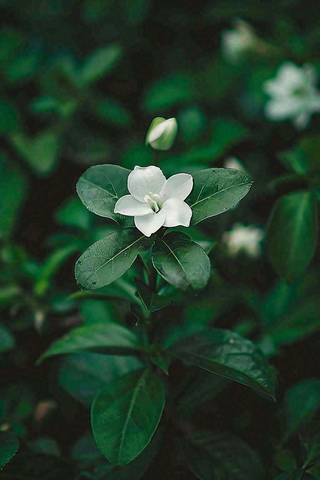 小白花栀子花春天立春春分摄影图