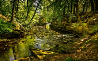 幽静森林中的清澈小溪