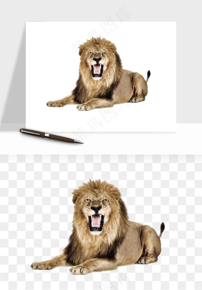 狮子雄狮狮王动物png免抠