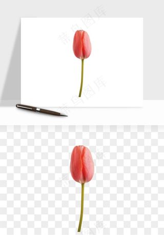 荷兰郁金香鲜花png免抠