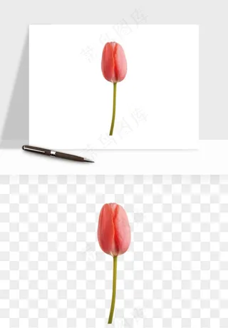 荷兰郁金香鲜花png免抠