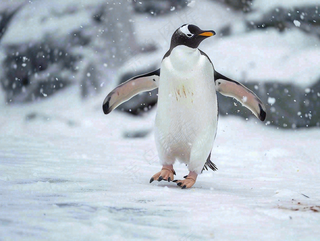 冰雪天地的企鹅寒冷动物摄影图