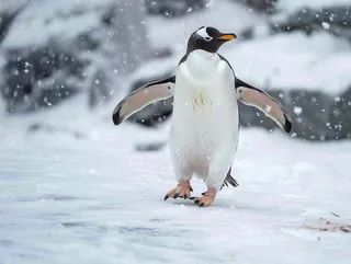 冰雪天地的企鹅寒冷动物摄影图