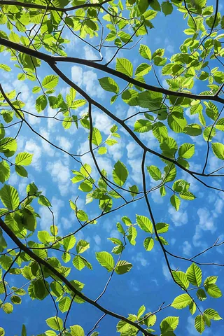 春夏大树绿叶下仰视蓝色天空惊蛰立夏摄影图