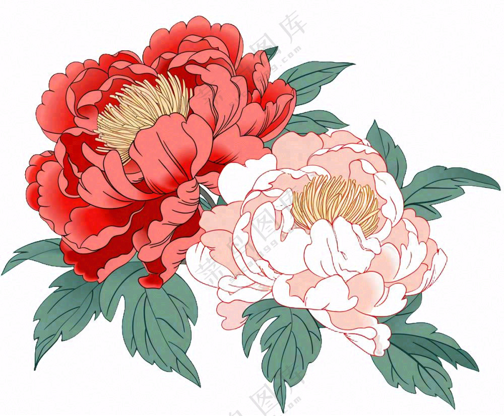 国花牡丹鲜艳花朵植物插画免抠