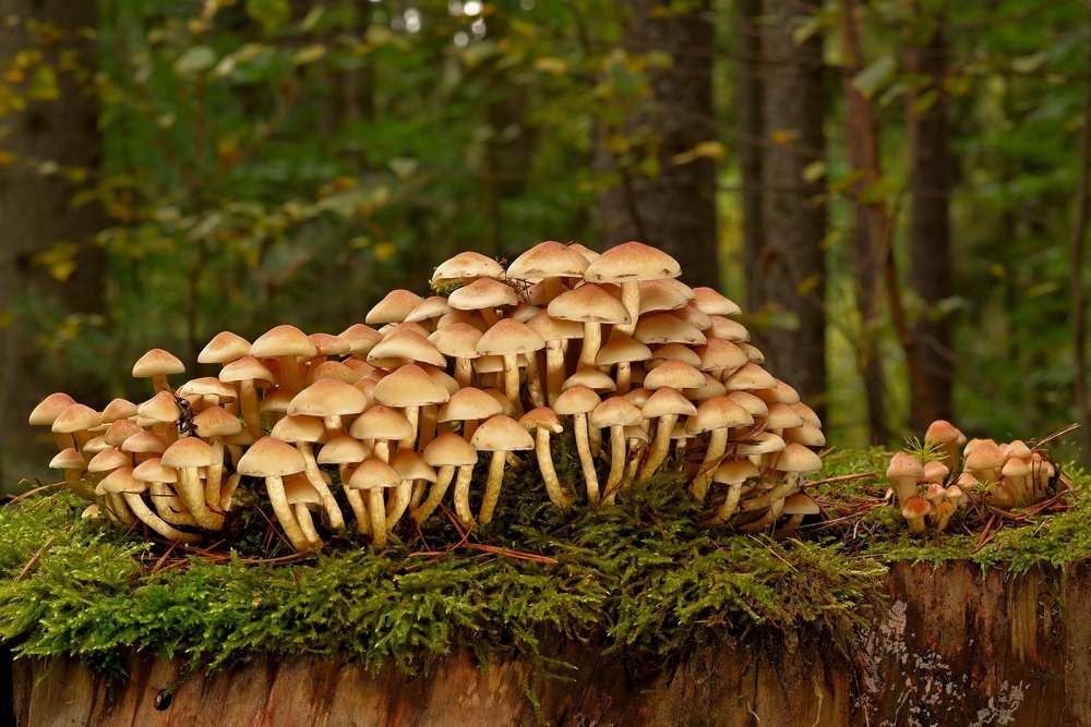 树林树木蘑菇群图片