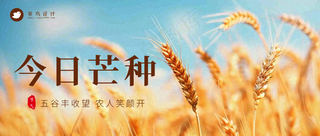 芒种公众号首图