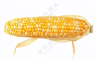 玉米蔬菜生鲜摄影图