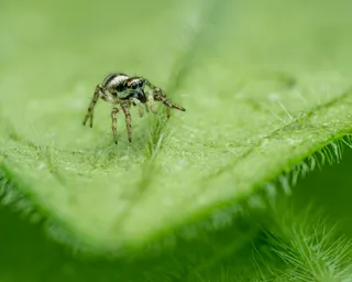 绿意盎然间的神秘舞者