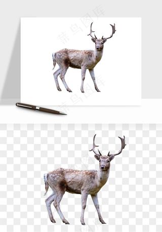 手绘梅花鹿小鹿麋鹿png免抠