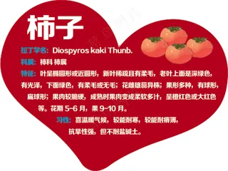 心形 柿子树牌