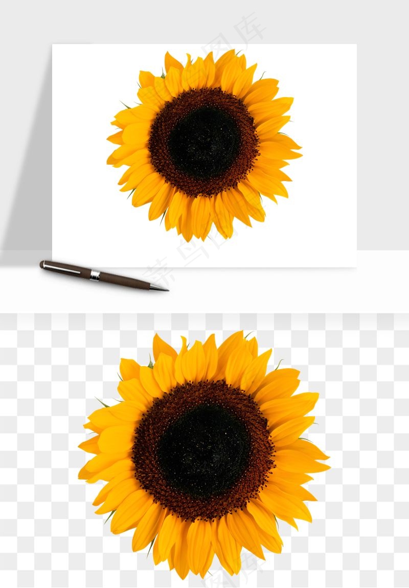 向日葵太阳花卉png免抠
