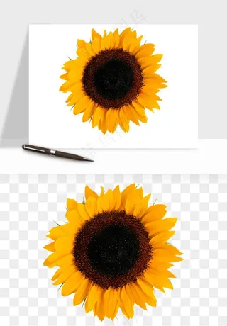 向日葵太阳花卉png免抠