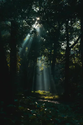 幽谷中的神秘光芒