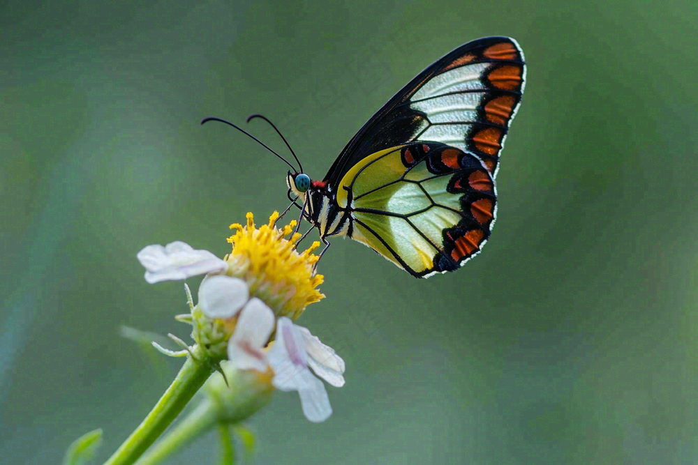 蝴蝶昆虫春天植物摄影图