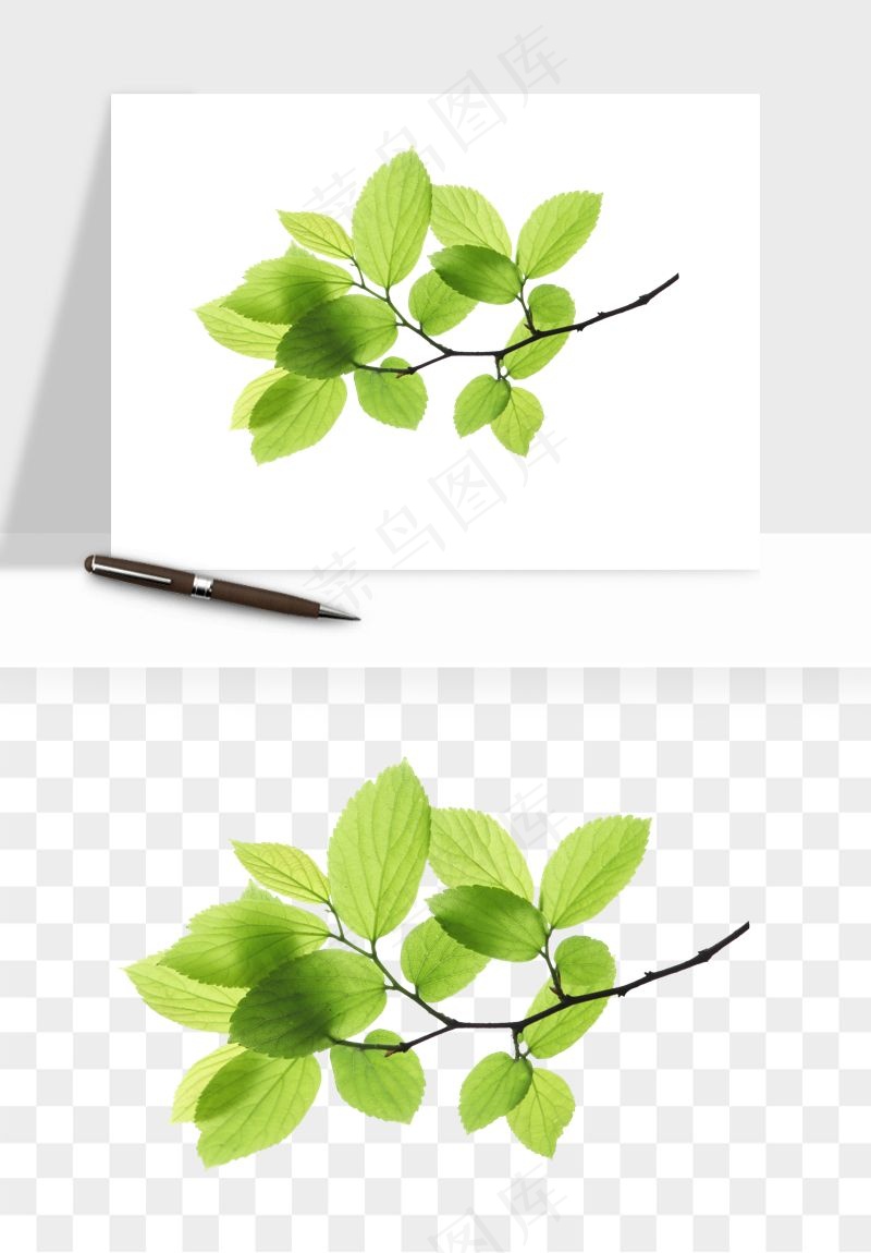 绿叶虚化前景树枝png免抠