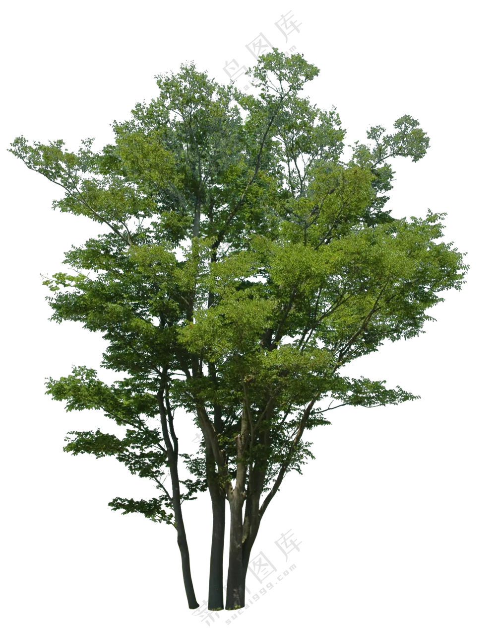 PNG免扣植物树木