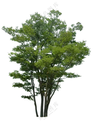 PNG免扣植物树木