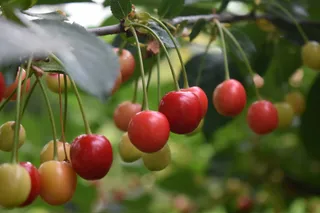 大红樱桃摄影图片