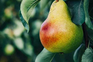 梨树成熟的梨子水果可口摄影图