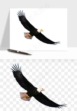 老鹰雄鹰展翅png免抠