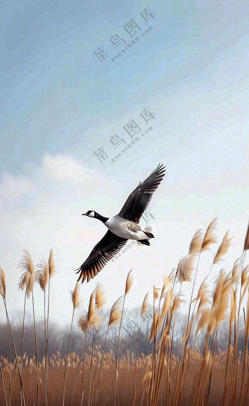 白露节气