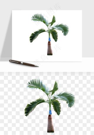 棕榈树椰树png免抠