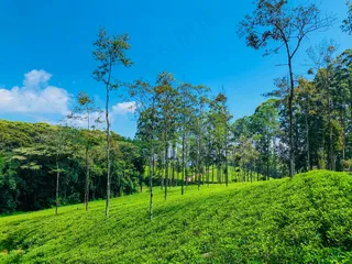 绿意盎然的自然风光摄影