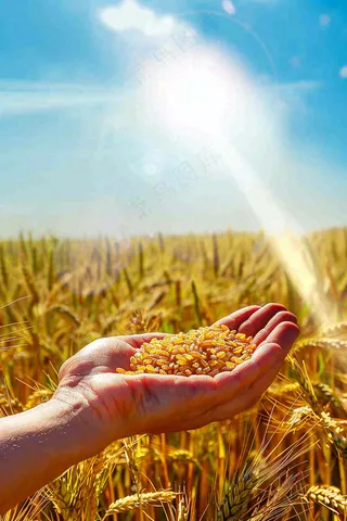 金黄的稻田手捧粮食珍惜粮食芒种世界粮食日摄影图