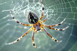 蜘蛛蜘蛛网昆虫摄影图