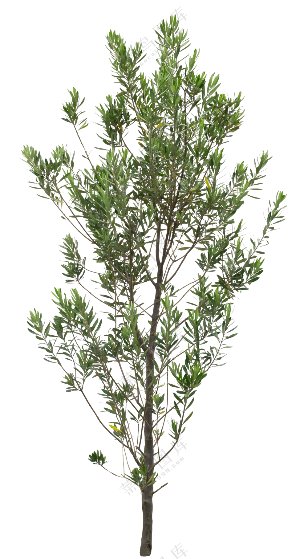 PNG免扣植物树木