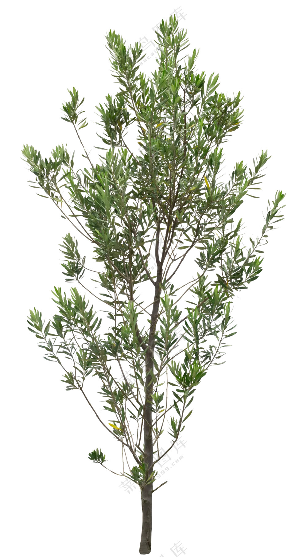 PNG免扣植物树木