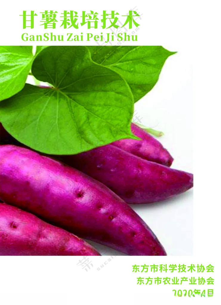 农业甘薯宣传画册番薯设计