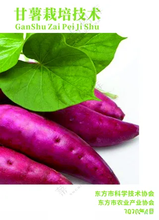 农业甘薯宣传画册番薯设计