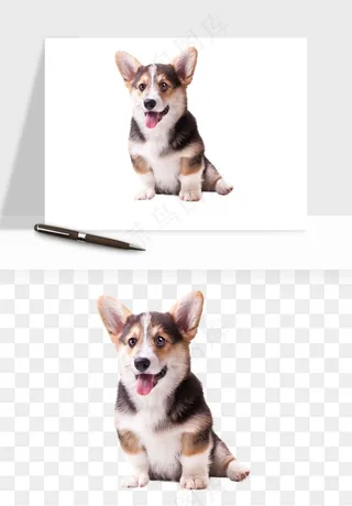 猫咪喵星人狗狗宠物元素png免抠