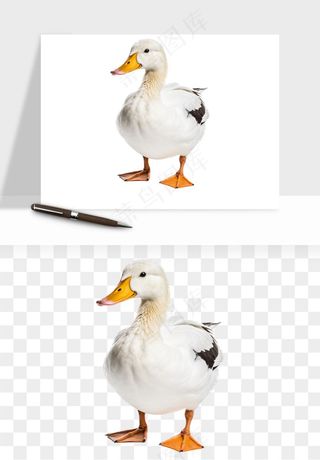 鸭子小鸭png免抠