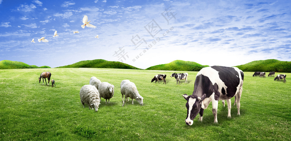 蓝天绿草地奶牛绵羊马
