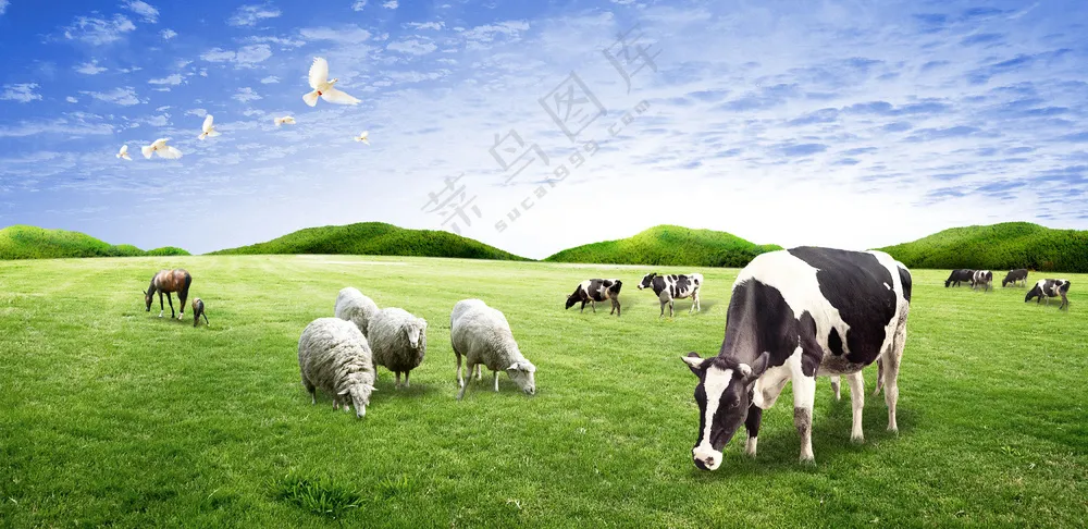 蓝天绿草地奶牛绵羊马
